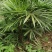 棕竹细叶棕竹金山棕绿植盆栽室内盆栽绿植办公桌盆栽