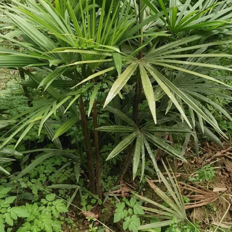棕竹细叶棕竹金山棕绿植盆栽室内盆栽绿植办公桌盆栽