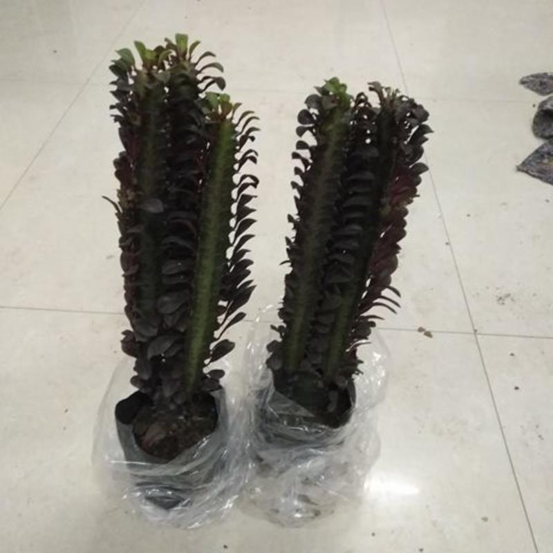 巴西龙骨仙人柱绿龙骨仙人掌大盆栽实内吸收甲醛植物