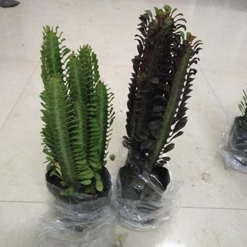 巴西龙骨仙人柱绿龙骨仙人掌大盆栽实内吸收甲醛植物
