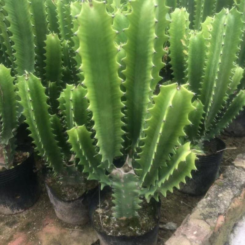 巴西龙骨仙人柱绿龙骨仙人掌大盆栽实内吸收甲醛植物