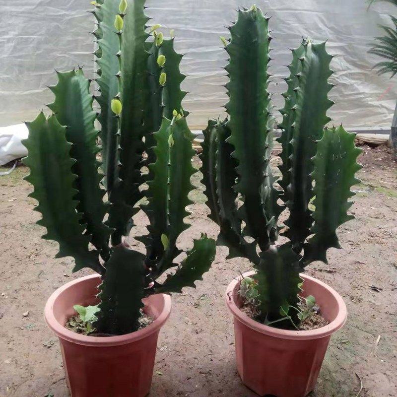 巴西龙骨仙人柱绿龙骨仙人掌大盆栽实内吸收甲醛植物