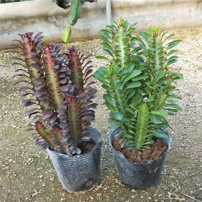 巴西龙骨仙人柱绿龙骨仙人掌大盆栽实内吸收甲醛植物