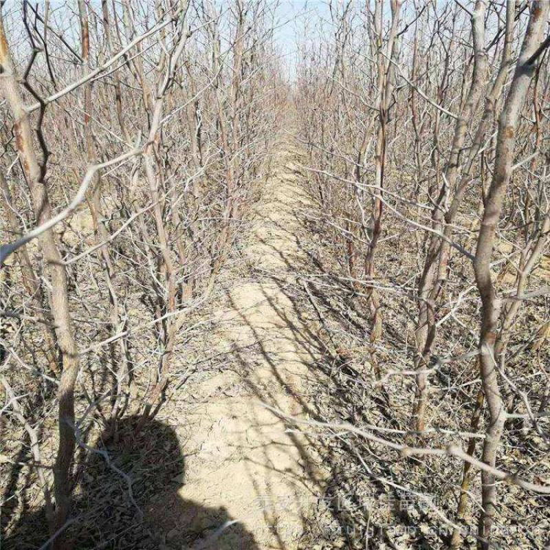 冬枣树苗沾化冬枣苗枣树苗基地培育高产纯正质量可靠