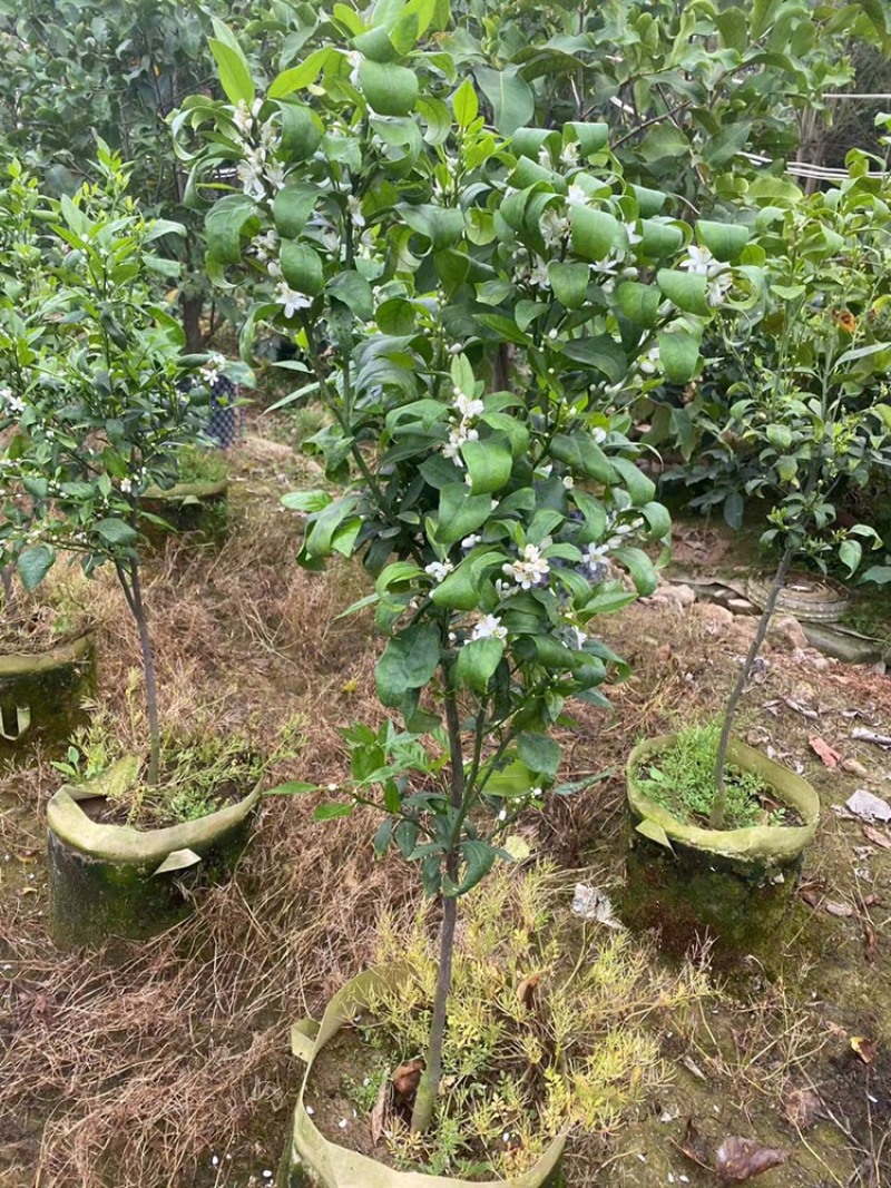 无核沃柑苗，已经挂果，当年种植当年结果。
