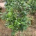 无核沃柑苗，已经挂果，当年种植当年结果。