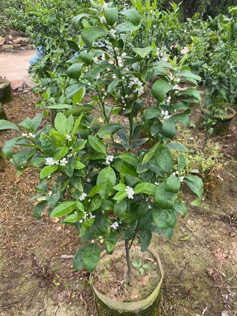无核沃柑苗，已经挂果，当年种植当年结果。