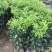 无核沃柑苗，已经挂果，当年种植当年结果。