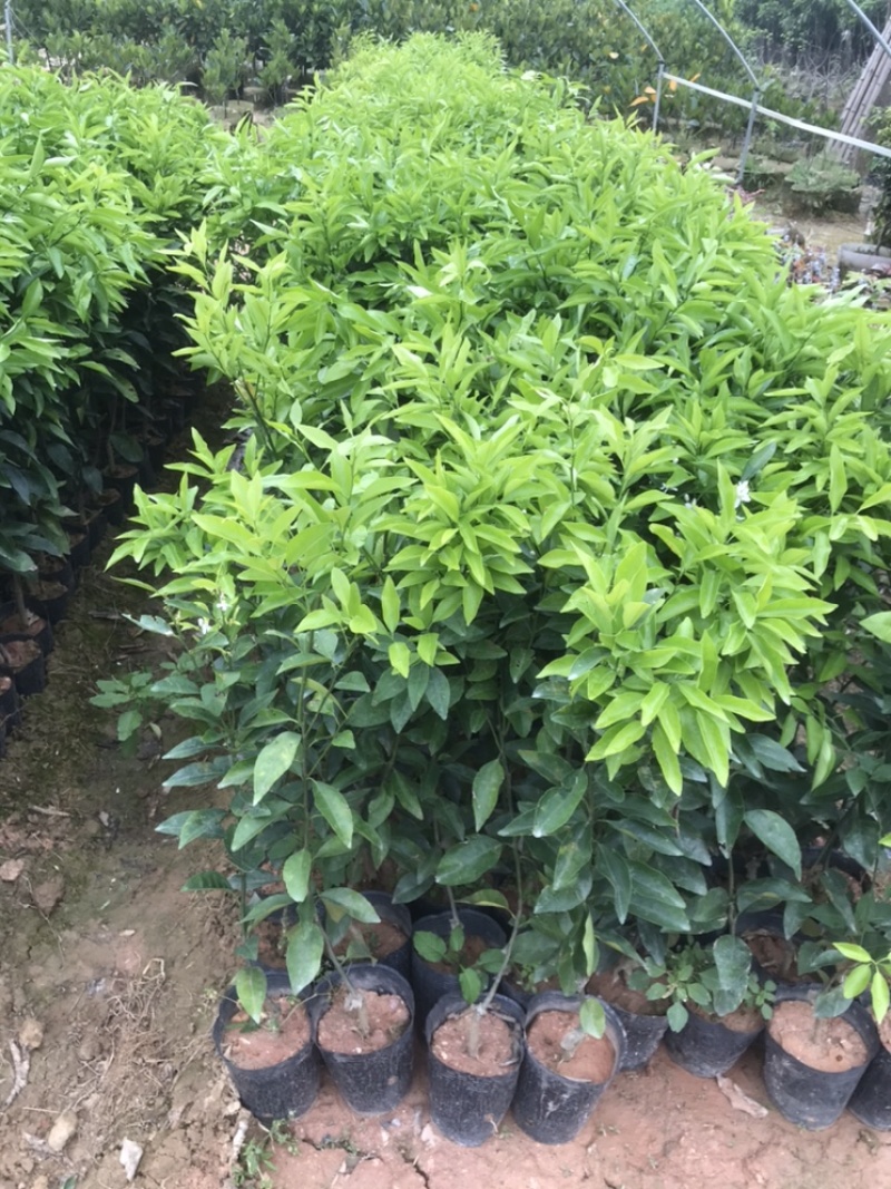 无核沃柑苗，已经挂果，当年种植当年结果。