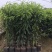 无核沃柑苗，已经挂果，当年种植当年结果。