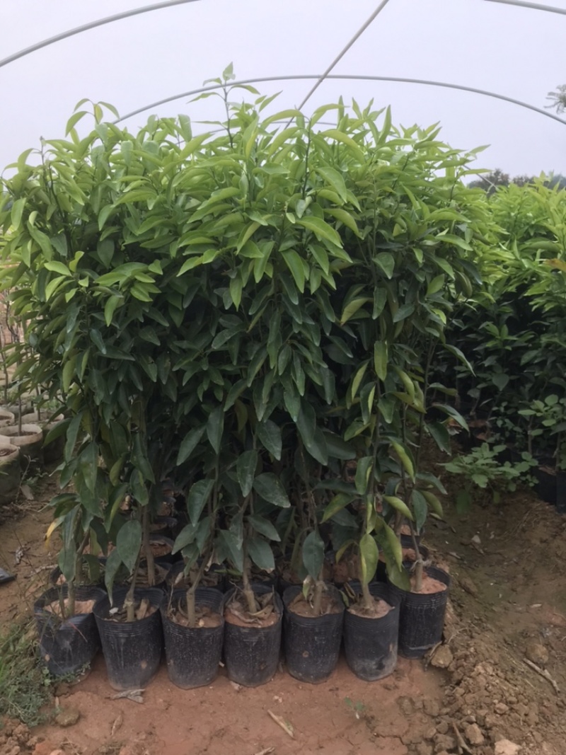 无核沃柑苗，已经挂果，当年种植当年结果。