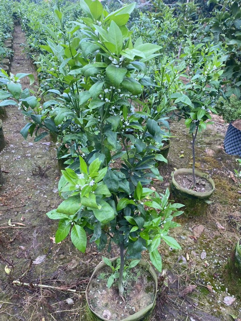 无核沃柑苗，已经挂果，当年种植当年结果。
