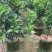 无核沃柑苗，已经挂果，当年种植当年结果。