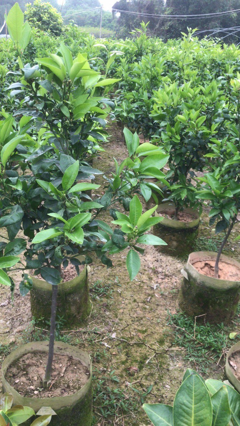 无核沃柑苗，已经挂果，当年种植当年结果。