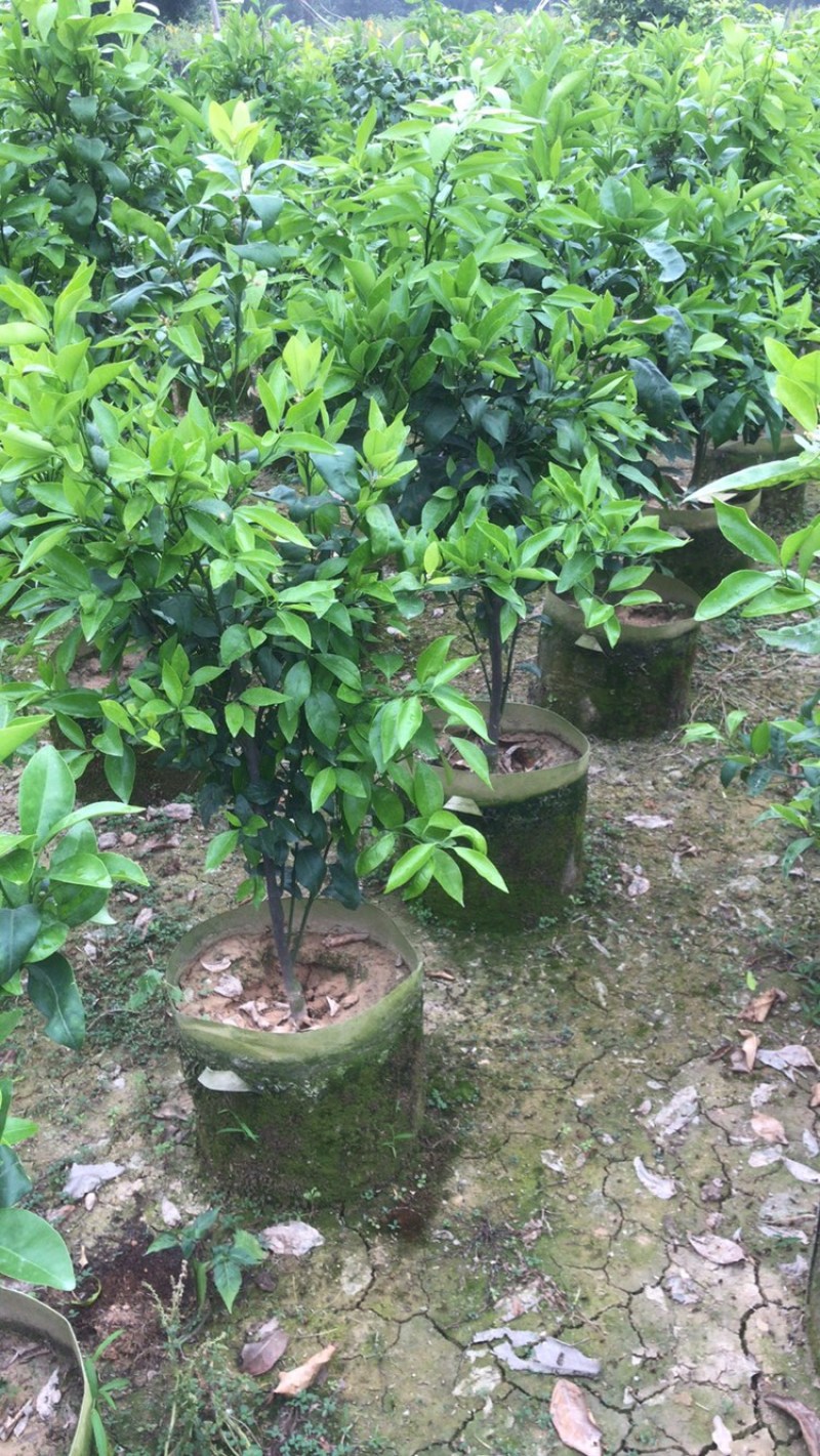 无核沃柑苗，已经挂果，当年种植当年结果。