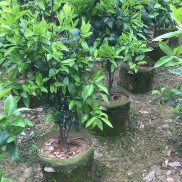 无核沃柑苗，已经挂果，当年种植当年结果。