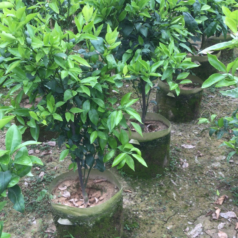 无核沃柑苗，已经挂果，当年种植当年结果。