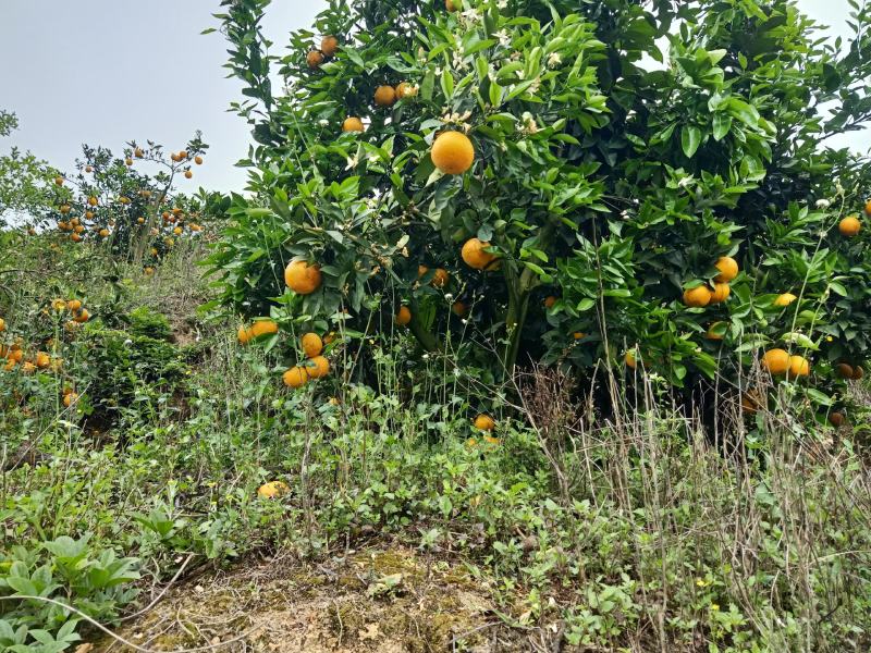 夏橙