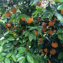 夏橙，山地果量大质优，口感爽脆，甜中带微酸。