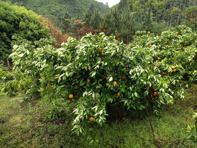 夏橙，山地果量大质优，口感爽脆，甜中带微酸。