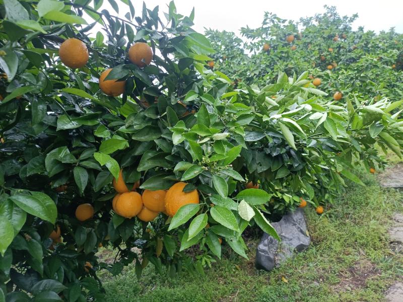 夏橙，山地果量大质优，口感爽脆，甜中带微酸。