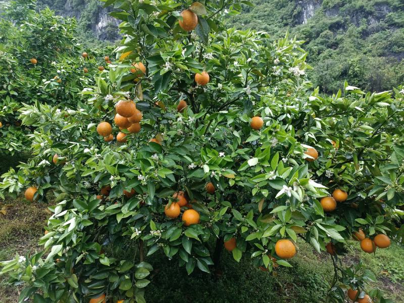 夏橙，山地果量大质优，口感爽脆，甜中带微酸。