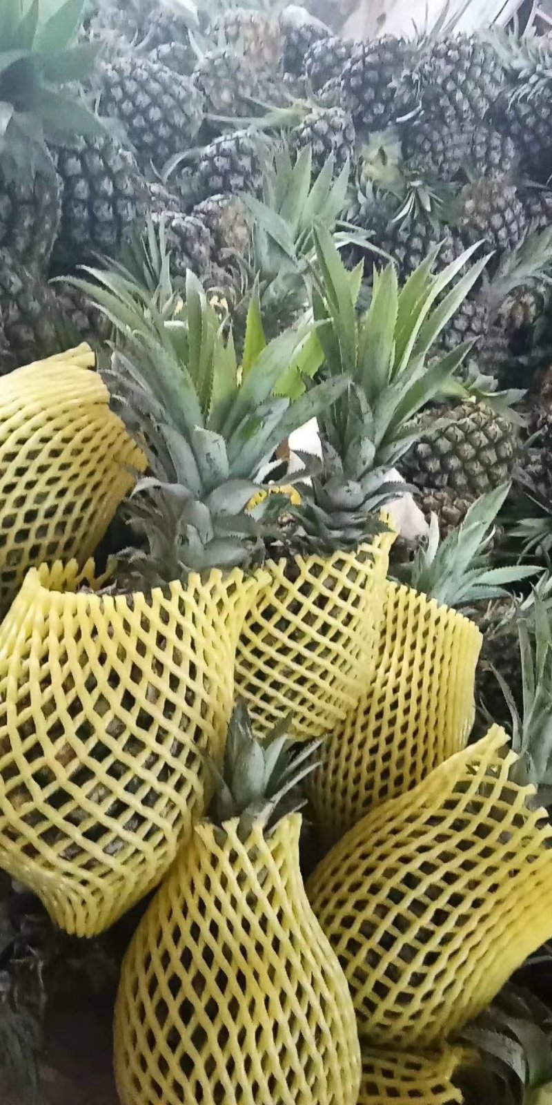 菠萝