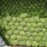 中甘二十一，甘蓝菜，精品甘蓝菜，甘蓝菜。