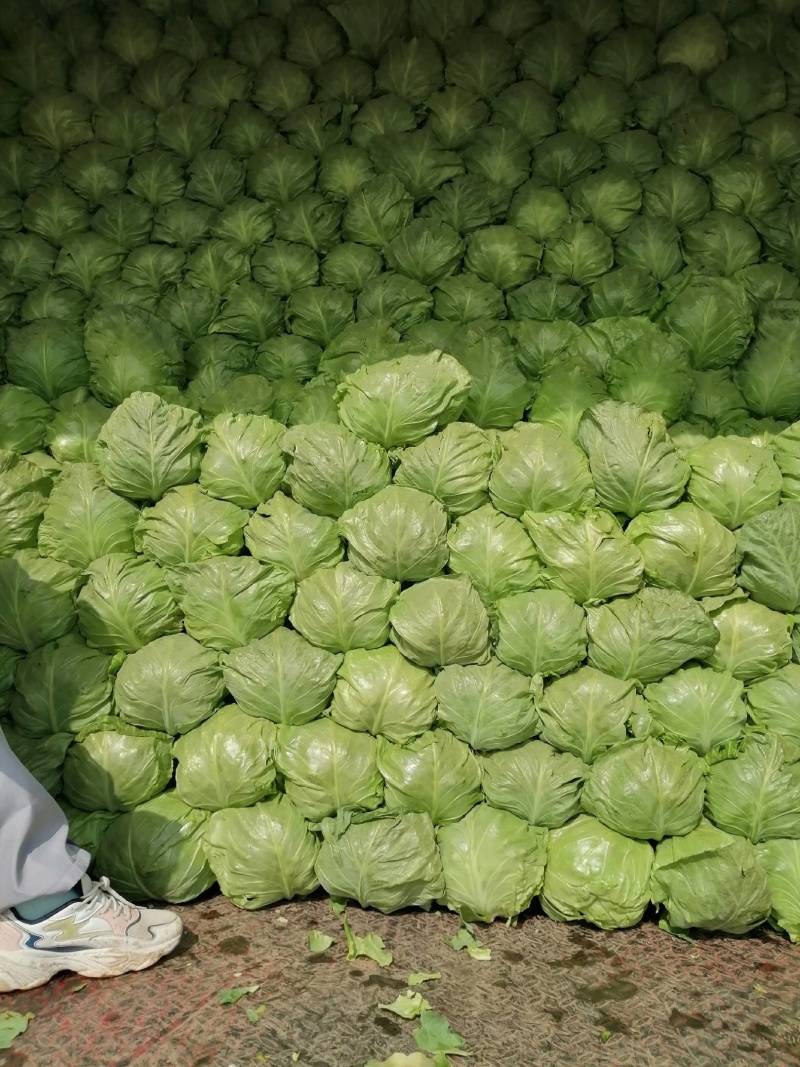 中甘二十一，甘蓝菜，精品甘蓝菜，甘蓝菜。