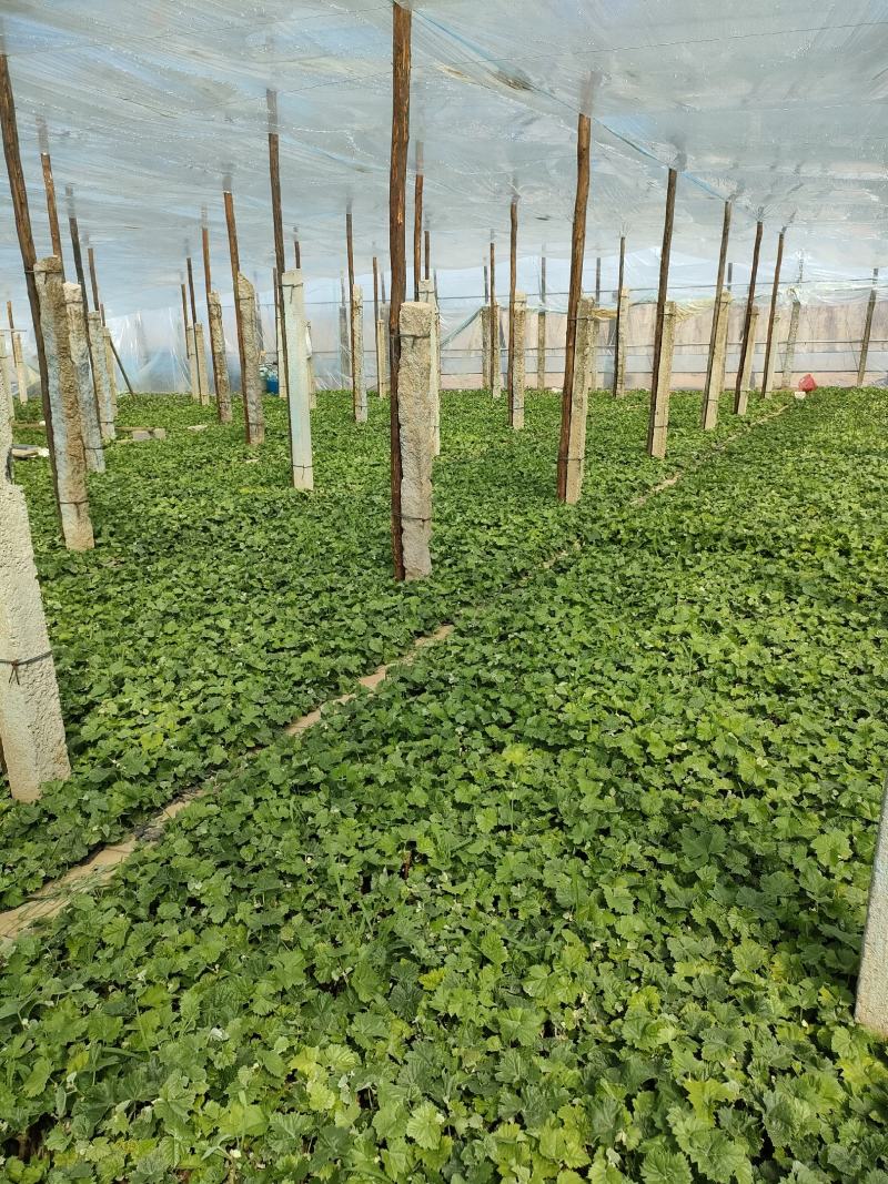阳光玟瑰，蓝宝石，玫瑰香，巨峰，各品种营养杯苗，全国发货