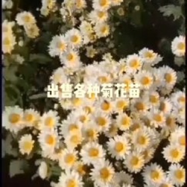 菊花苗