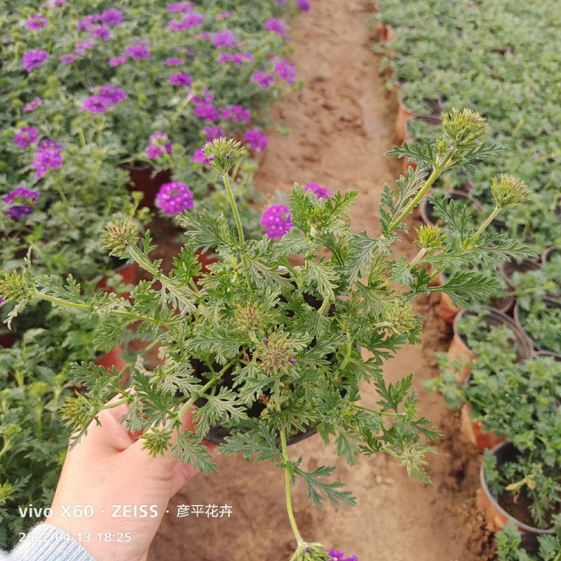 美女樱宿根美女樱常年开花花期超长