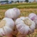 山东聊城大蒜基地为全国客户供应、蒜薹、青苗蒜、蒜头、蒜把