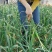 山东聊城大蒜基地为全国客户供应、蒜薹、青苗蒜、蒜头、蒜把