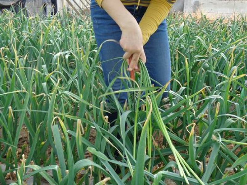 山东聊城大蒜基地为全国客户供应、蒜薹、青苗蒜、蒜头、蒜把