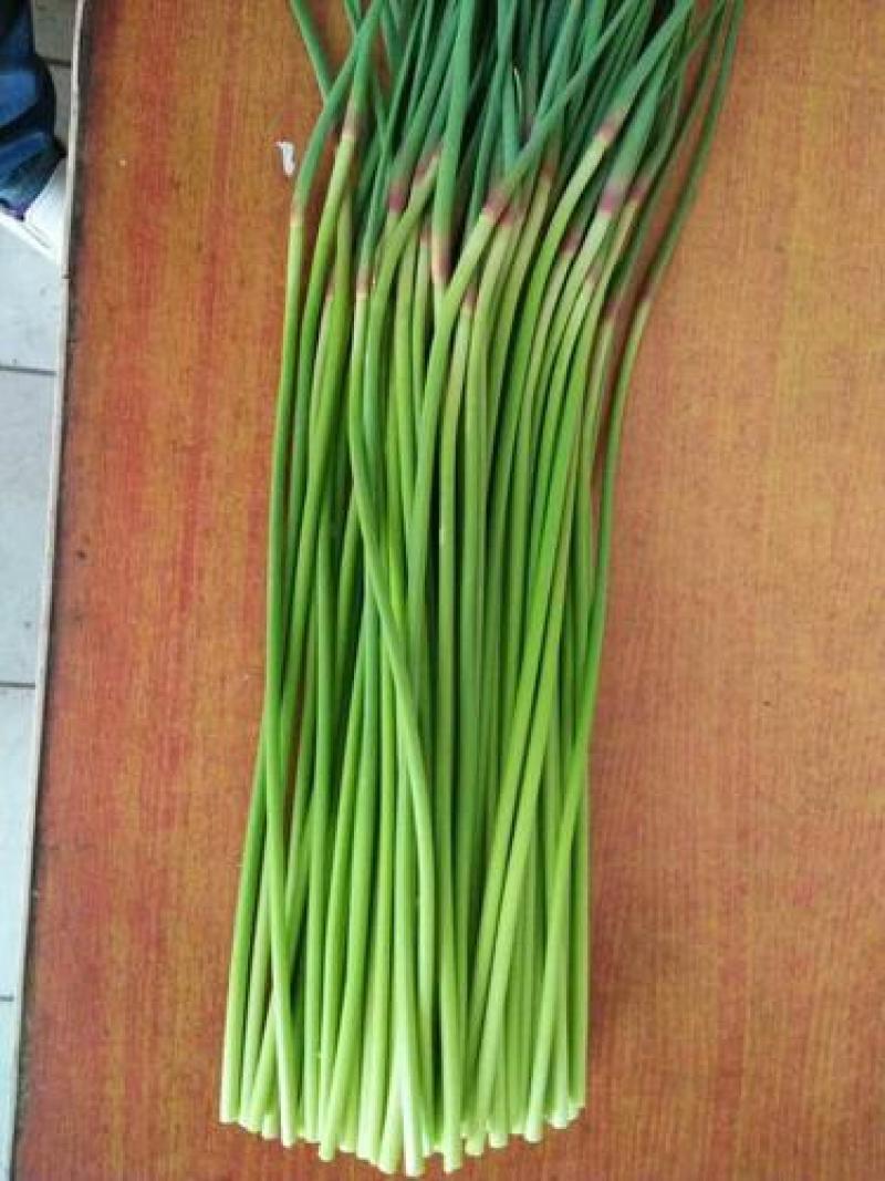 山东聊城大蒜基地为全国客户供应、蒜薹、青苗蒜、蒜头、蒜把