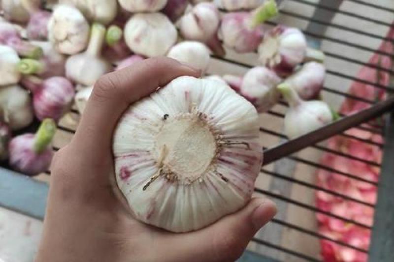 山东聊城大蒜基地为全国客户供应、蒜薹、青苗蒜、蒜头、蒜把