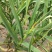 山东聊城大蒜基地为全国客户供应、蒜薹、青苗蒜、蒜头、蒜把