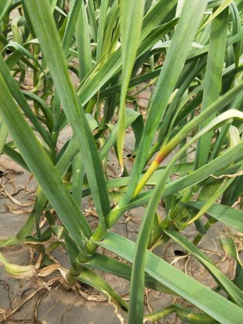 山东聊城大蒜基地为全国客户供应、蒜薹、青苗蒜、蒜头、蒜把