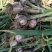 山东聊城大蒜基地为全国客户供应、蒜薹、青苗蒜、蒜头、蒜把