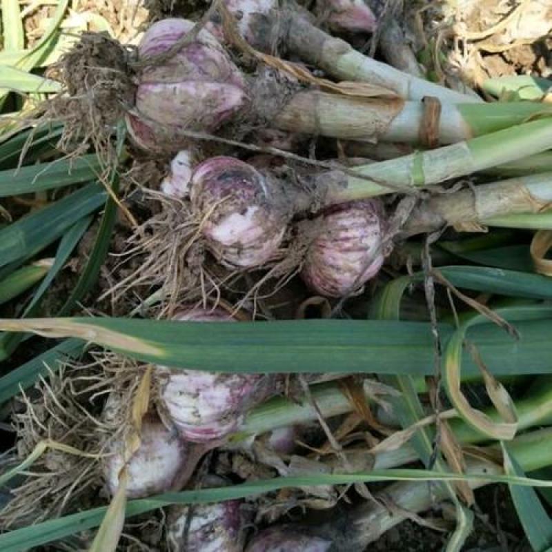 山东聊城大蒜基地为全国客户供应、蒜薹、青苗蒜、蒜头、蒜把