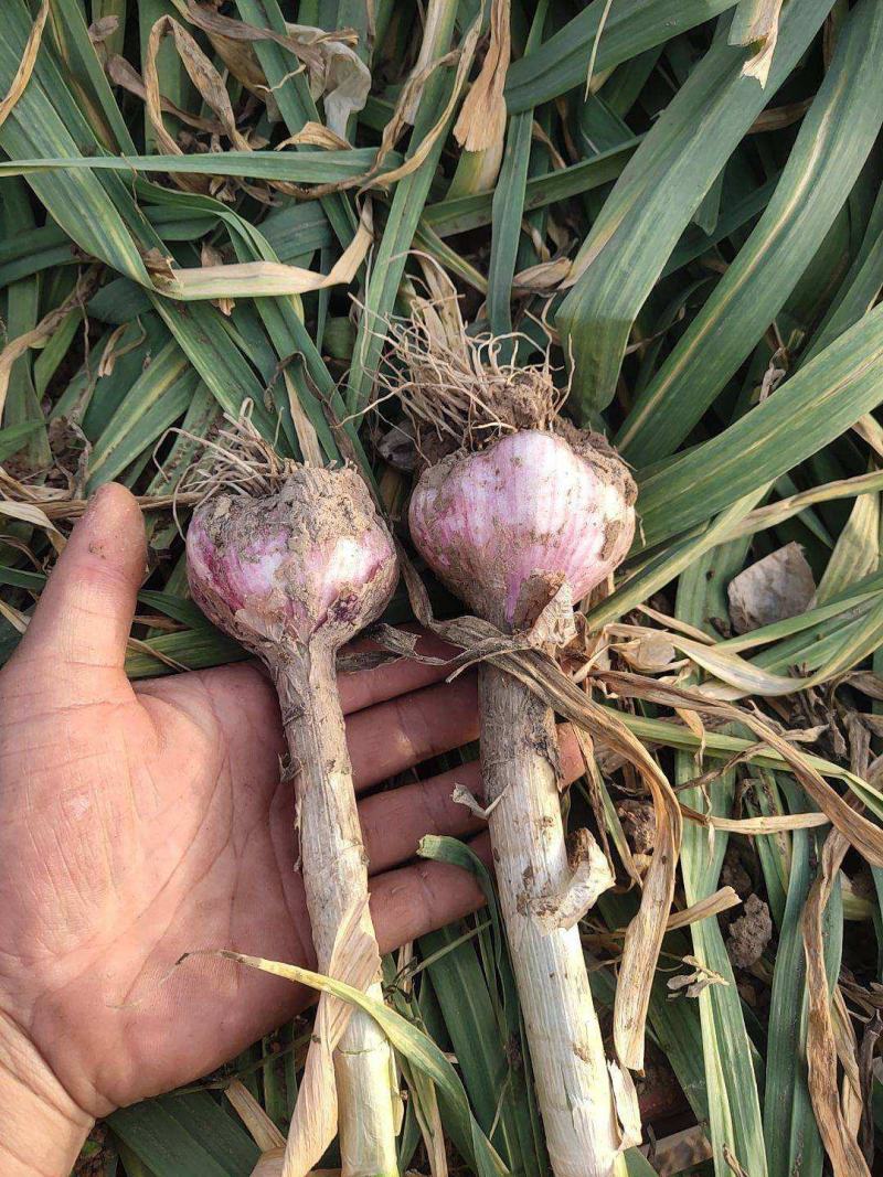 山东聊城大蒜基地为全国客户供应、蒜薹、青苗蒜、蒜头、蒜把