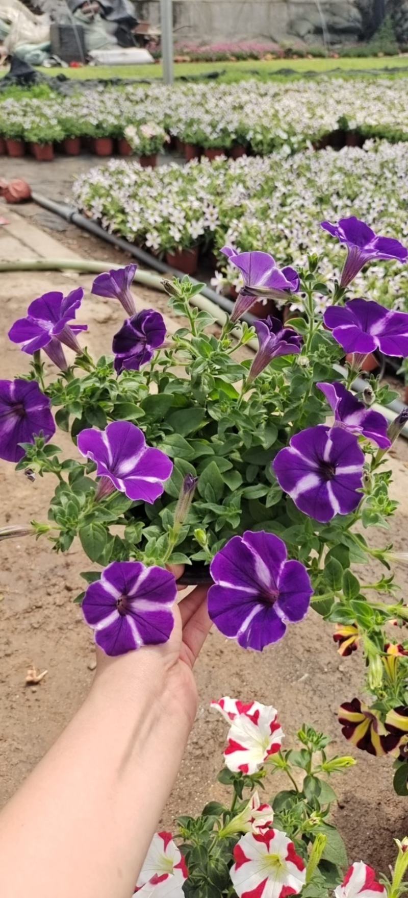 观赏凤梨-铁兰颜色多种开花持续时间长基地大量供应诚信经营