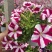 观赏凤梨-铁兰颜色多种开花持续时间长基地大量供应诚信经营