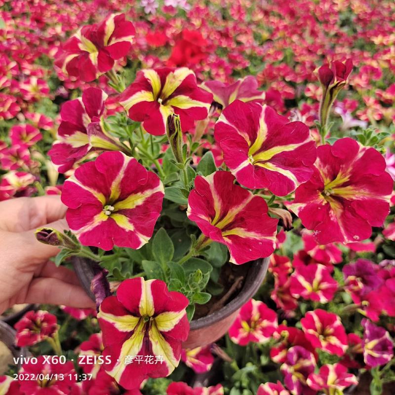 观赏凤梨-铁兰颜色多种开花持续时间长基地大量供应诚信经营