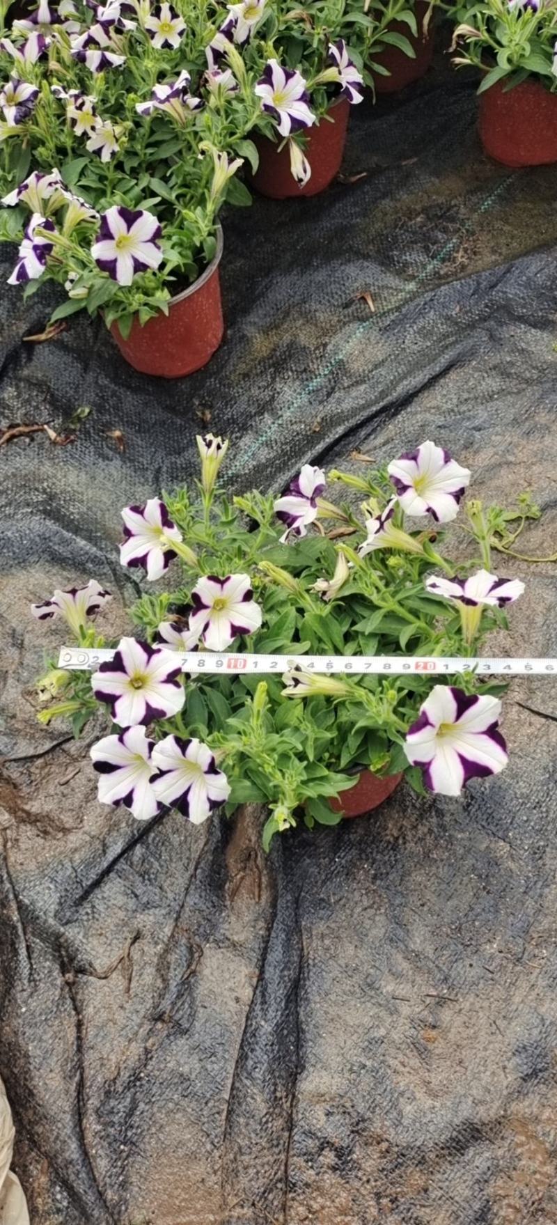 观赏凤梨-铁兰颜色多种开花持续时间长基地大量供应诚信经营