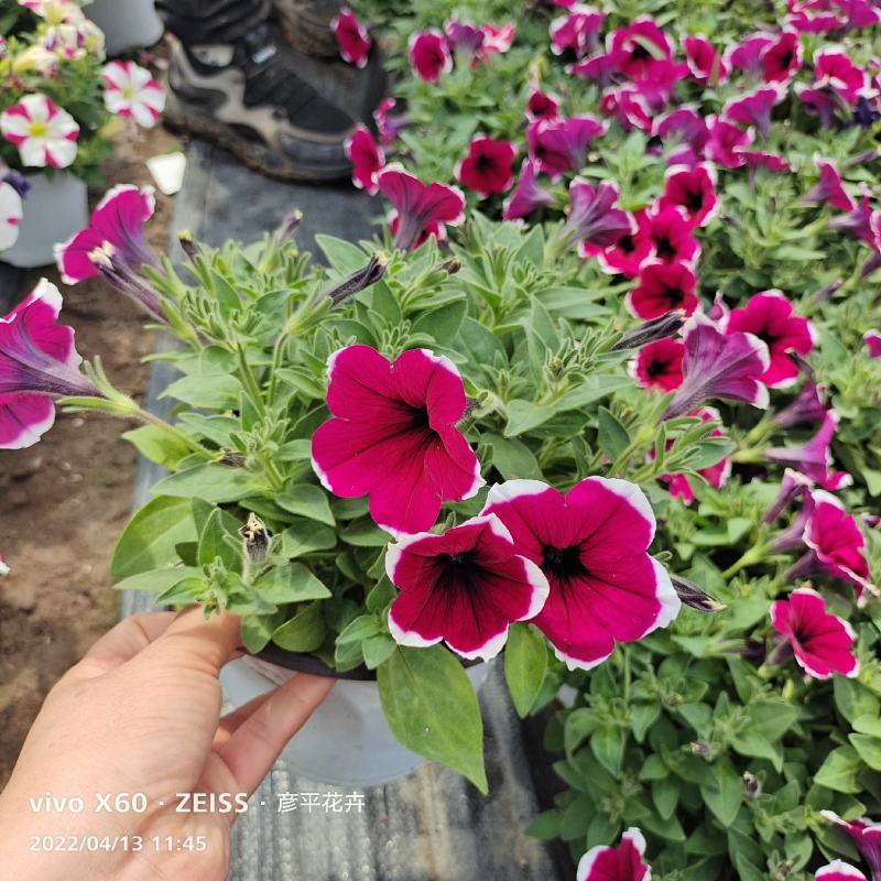 观赏凤梨-铁兰颜色多种开花持续时间长基地大量供应诚信经营