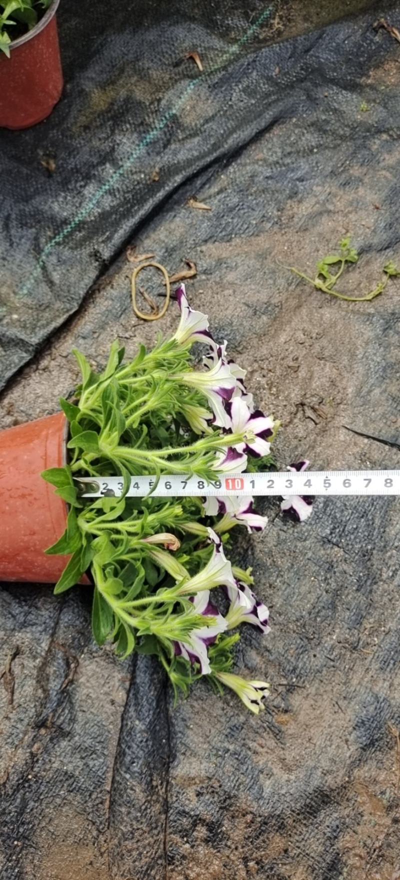 观赏凤梨-铁兰颜色多种开花持续时间长基地大量供应诚信经营
