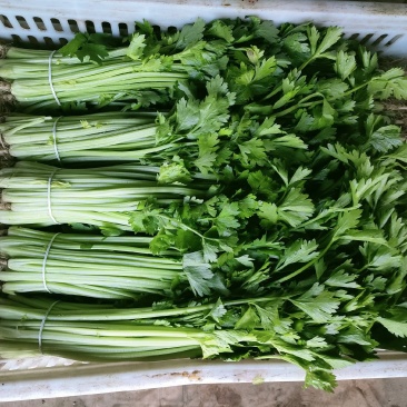 精品香芹