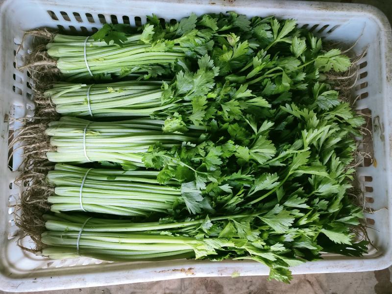 精品香芹